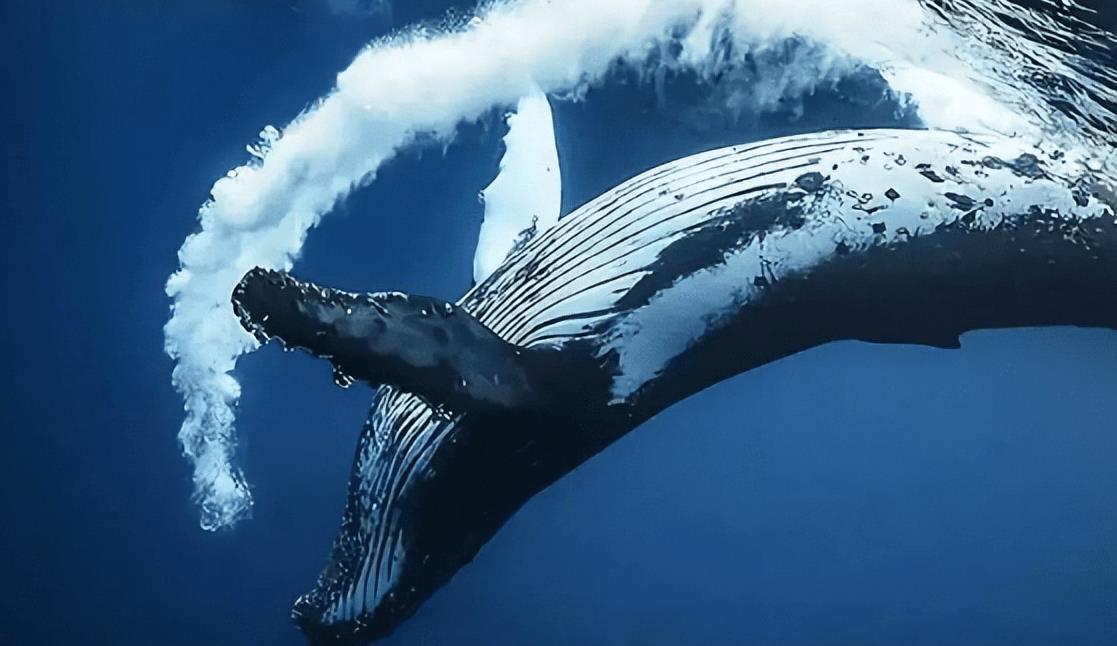 吞食鱼中文版下载安装全攻略：轻松获取童年经典，畅享海底吞食乐趣